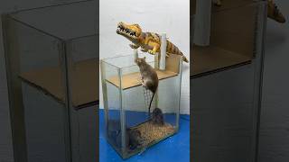 Extremely Cool And Unique Homemade Mouse Trap Idea #Rat #Rattrap #Mousetrap #Shorts
