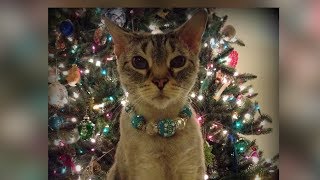 Glam Dog Jewelry