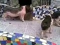 حمار مع حماره لازم تشوف الفيلم دا