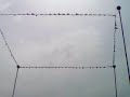 image Tangerang National Merpati Kolong 13 October