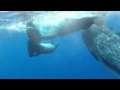 (OFFICIAL VIDEO) SPERM WHALES ADOPT DEFORMED DOLPHIN