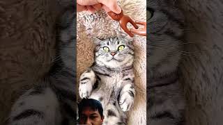 Enak Banget Kayaknya Cing Asmr Cat