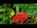 The great Norwegian composer Edvard Grieg: ''Morning Mood''
