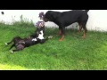 Rottweiler vs amstaff vs pitbull killer child