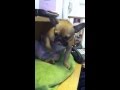 Dog watching too much porn!!