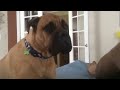 Cute Bullmastiff has to be LIFTED onto the bed, won't stop talking unil he is!