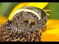 Surah Al Nahl Bees Sheikh Khalid Al Jileel images Surah Al Nahl Bees Sheikh Khalid Al Jileel