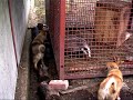 Выбор щенка лайки 
