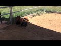 Chickens Dirt Bath