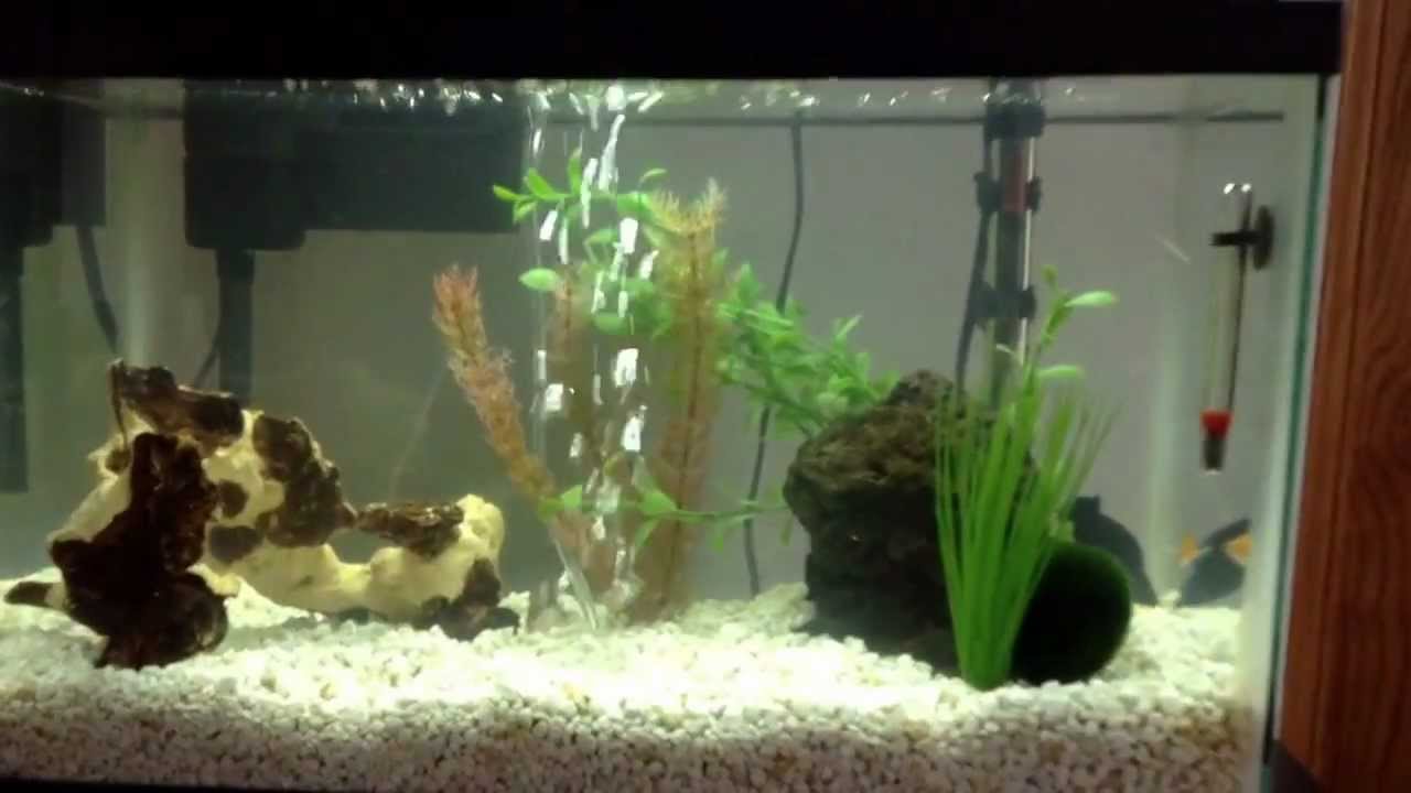 Aqueon 10 gallon deluxe aquarium kit - YouTube