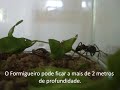 gigantea