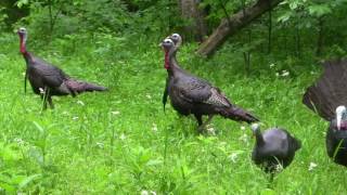 Team member Derrick Poor 2017 Gobbler