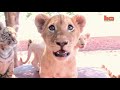 Cuteness