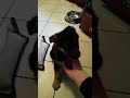 pastore 動画16a