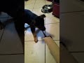 pastore 動画16b