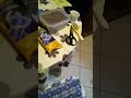pastore 動画16c