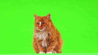 cat pet green screen | green nature animal | No Copyright ©️ | green screen s
