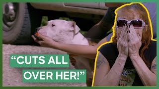 Tia And Her Team Save 5 Dogs From A Dog Fighting Group Pit Bulls & Parolees