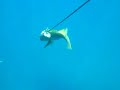 Video de Baja spearfishing with pistoleros del mar 09