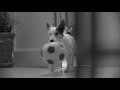 Cute B+W Dog Commercial: State Street - Buried Treasure (HQ)