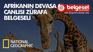 Afrika'nın Devasa Canlısı Zürafa Belgeseli - Türkçe Dublaj