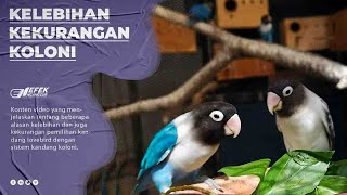 Ternak lovebird - Kekurangan dan kelebihan kandang koloni © Efek Nganggur