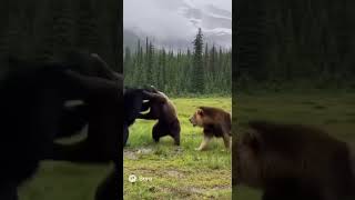 Epic Animal Brawl