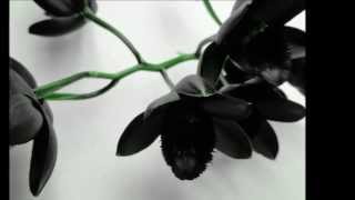 Watch Whispering Forest Black Orchid video