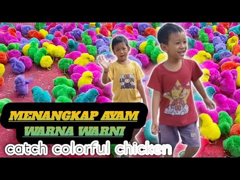catch colorful chicken menangkap ayam warna warni #ayamwarnawarni