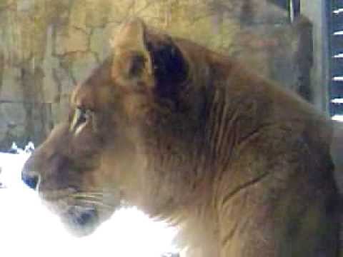12／7雪の旭山動物園　ライオンさんⅡ
