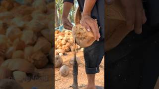 Skill To Cut Coconut Using A Sharp Spear #Shorts