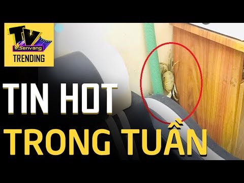 Thú cưng lạ không chị ngồi yên | Tổng Hợp Tin Thời Sự Cuối Tuần