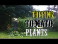 Topping & Trimming Tomato Plants- Grow MORE Tomatoes!