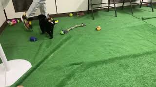 Come Meet Puppy George The Lab Border Collie Mix