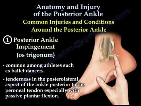 Posterior Ankle , Anatomy And Injury - Everything You Need To Know - Dr