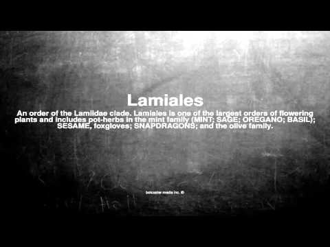Header of Lamiales