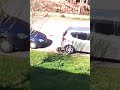 sesso tra animali !