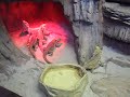 Video Бородатые агамы Киевский зоопарк