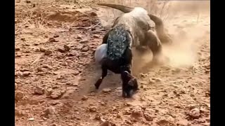 Goat Eaten Alive By Komodo Dragon