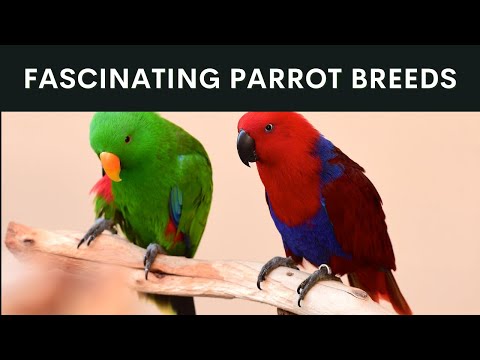 Did You Know THESE About Parrots?