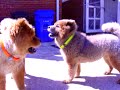 Nascar race, dog version: chow chow dogs race, zoom