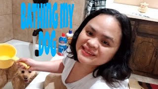 Bathing My Dog With Extra Blowerstruggling Pinay