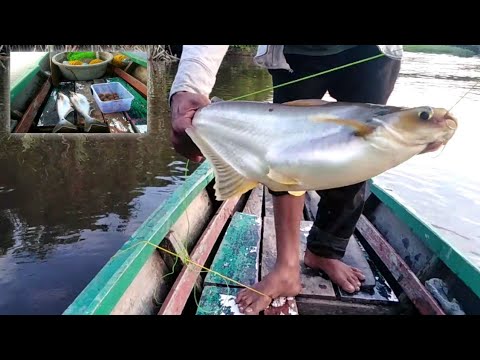 RAWAI IKAN PATIN SUNGAI UMPAN PELET