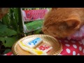 Fish　cake  cute  cat  No１　なかよし茶トラ　鯉のぼりｹｰｷ猫　kawaii