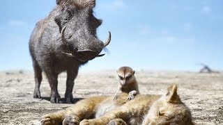 Пумба И Тимон Се Срещат Със Симба - Цар Лъв 2019