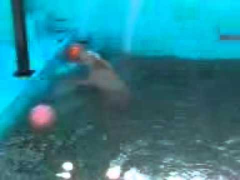 おびひろ動物園 ホッキョ クグマ 浮きで遊ぶ