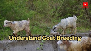 How Goats Breed Secrets, Natural Ai Breeding Explained