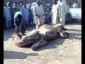Qurbani of Camel at Sheikhupura (Thabal)