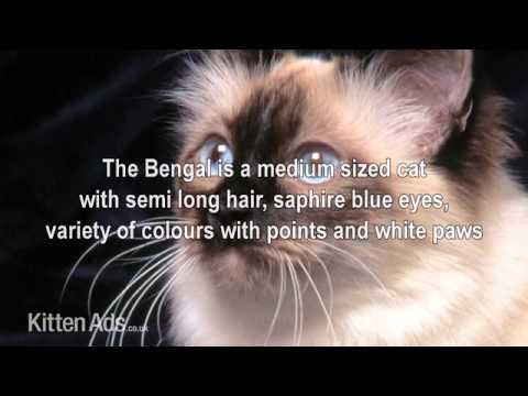 cat breed guide