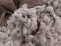 Arabic-Web-Pakistan suffers as key cotton crop hit